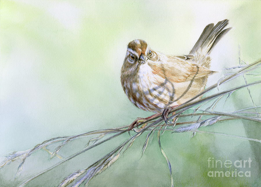 Sparrow Painting - Winter Song Sparrow by Elizabeth Smith