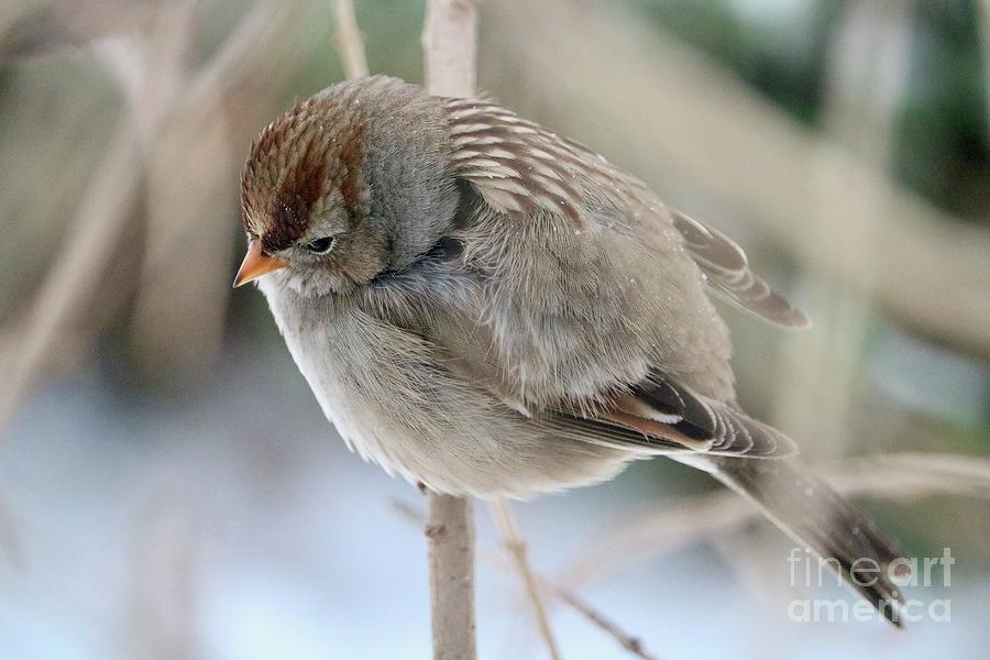 Winter Sparrow Photograph