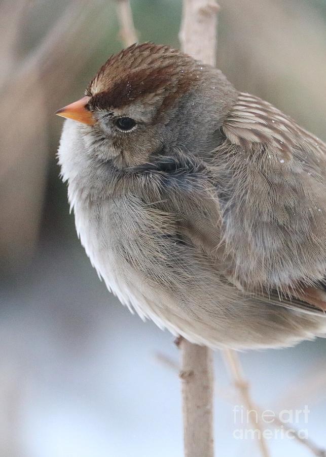 Winter Sparrow Closeup Photograph