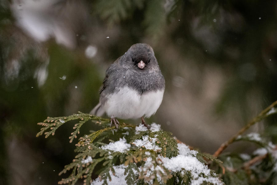 Winter Sparrow Photograph by Linda Bonaccorsi