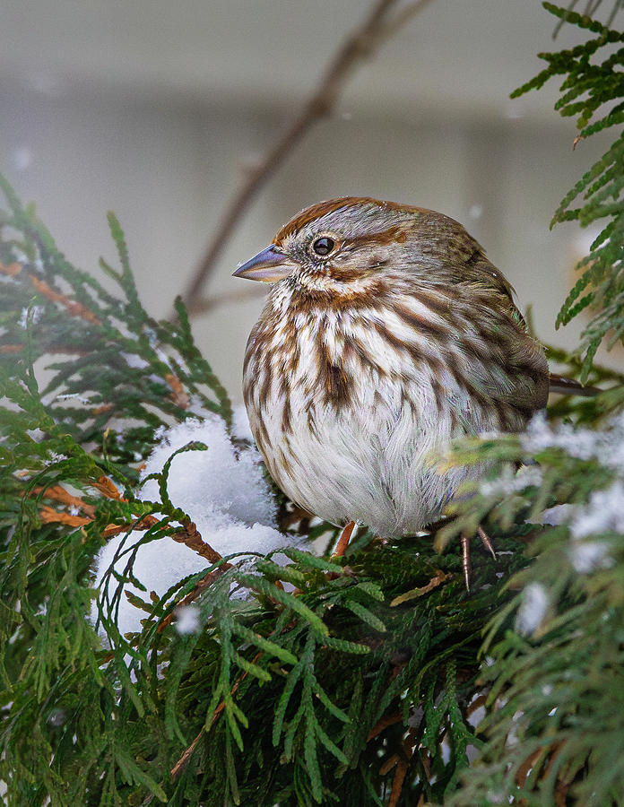 Winter Sparrow Photograph by Mark Mille