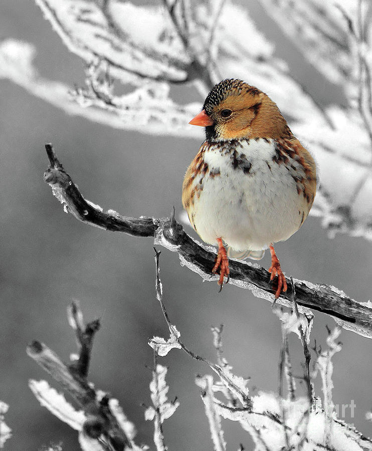 Winter Sparrow Photograph by Pattie Calfy