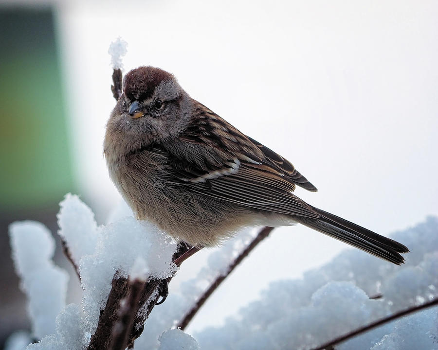 Winter Sparrow Photograph by Scott Olsen