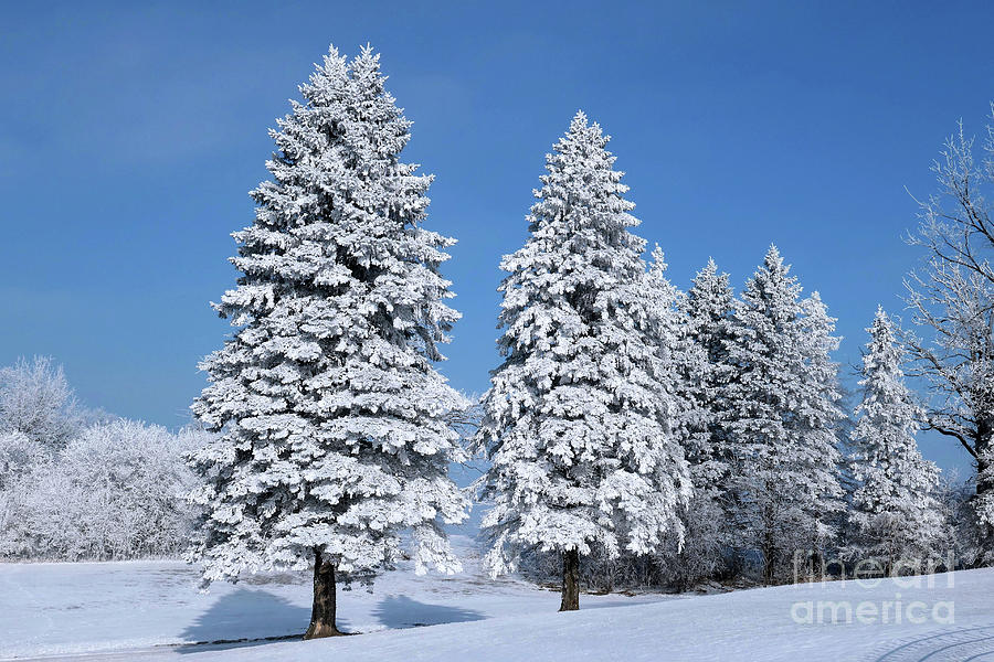 Winter Splendor Photograph by Deb Halloran