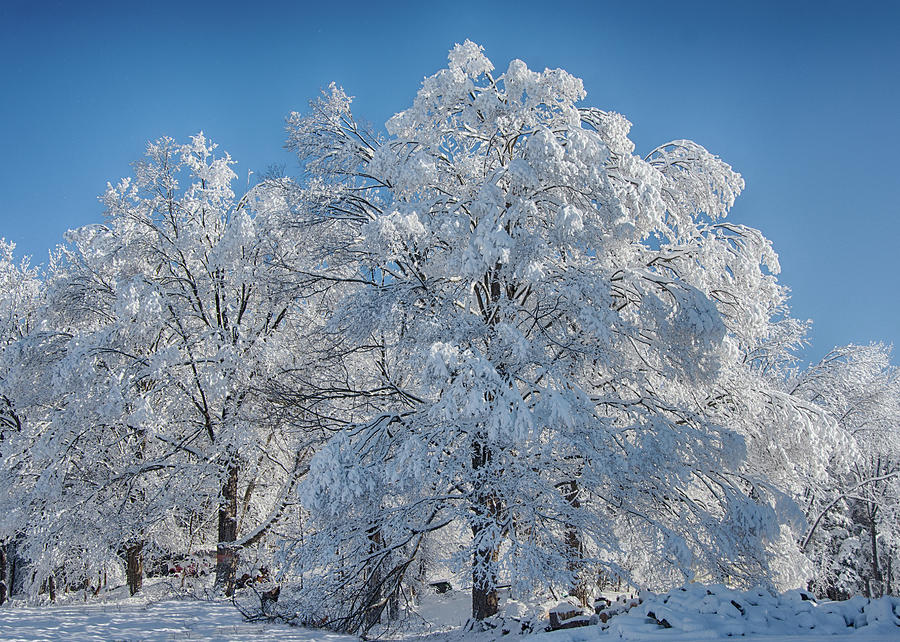 Winter Splendor Photograph by Eleanor Bortnick - Fine Art America