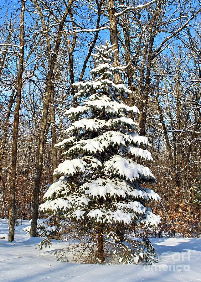 Snowy Winter Spruce Photograph by Ann Brown