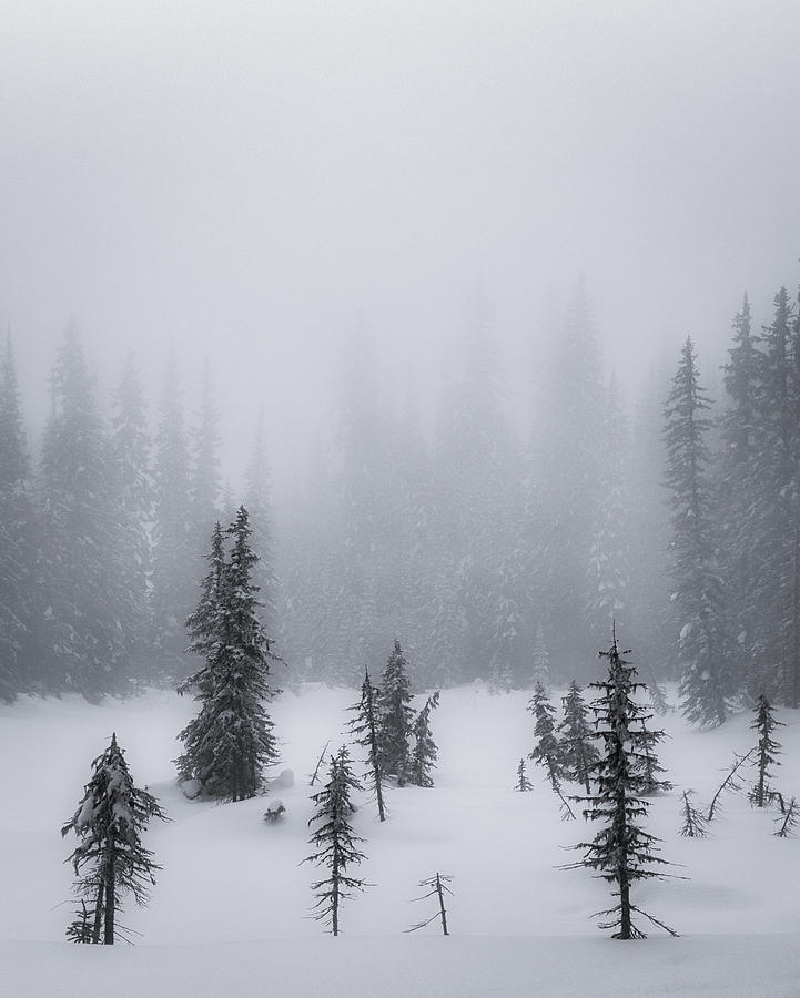 Winter Spruce Black and White Photograph by Allan Van Gasbeck
