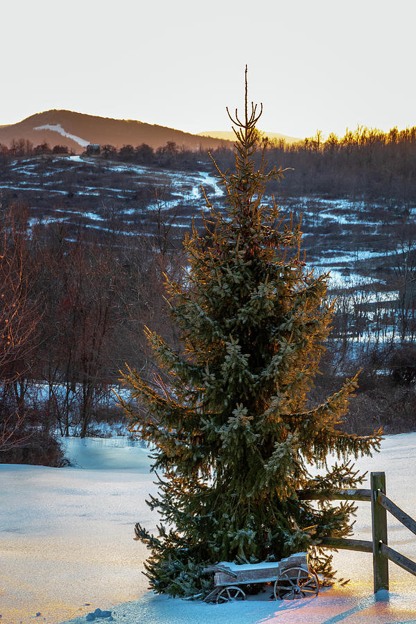 Winter Spruce Photograph