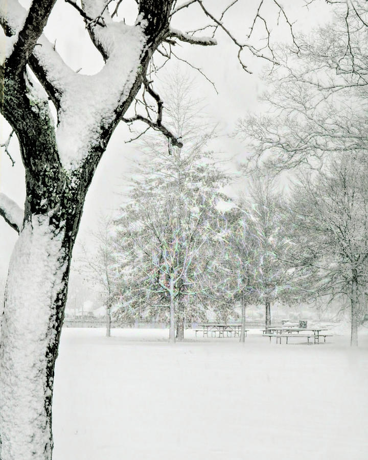 Winter Squall in a Park Photograph by Cordia Murphy