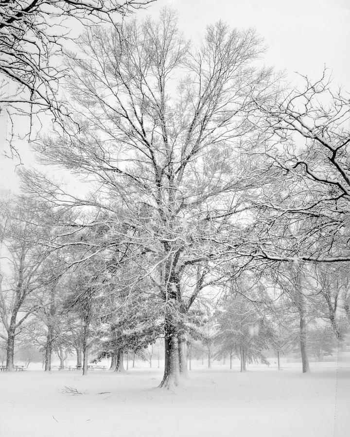 Winter Squall in Connecticut in Black and White Digital Art by Cordia Murphy