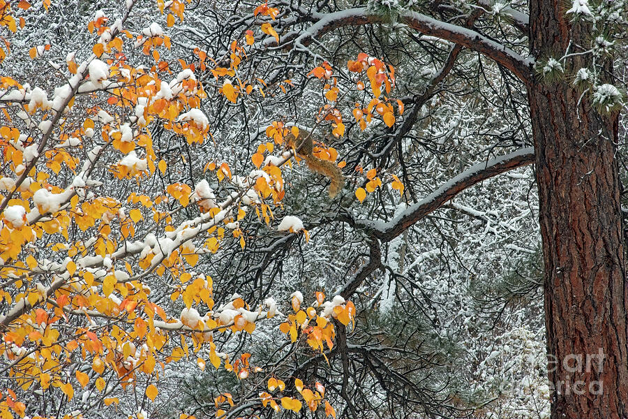 Winter Squirrel Photograph by Jon Burch Photography Winter Squirrel Photograph by Jon Burch Photography