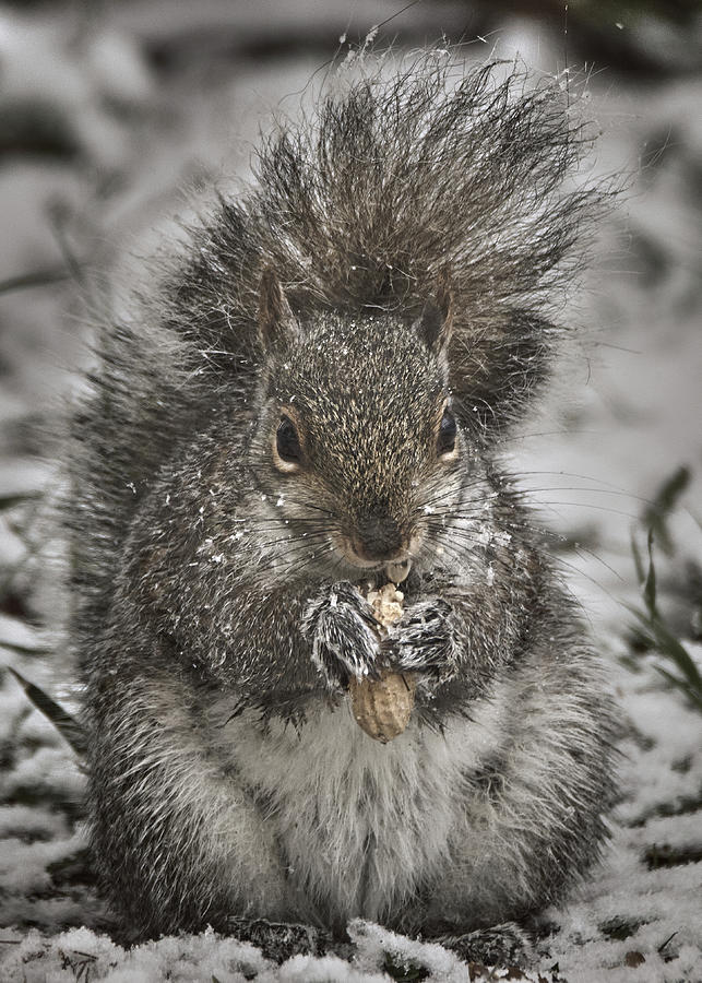 Nature Photograph - Winter Squirrel The Look by Bob Orsillo