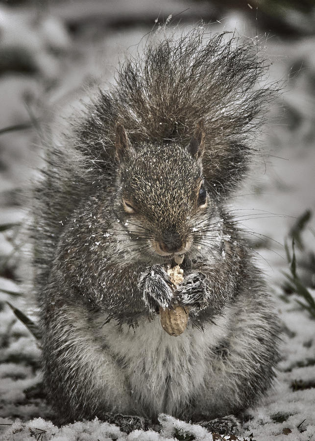 Nature Photograph - Winter Squirrel  The Wink by Bob Orsillo