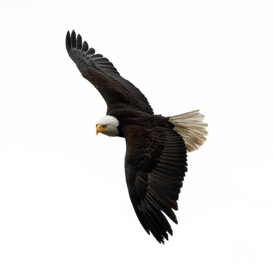 Eagle Photograph - Winter Stare by Michael Dawson