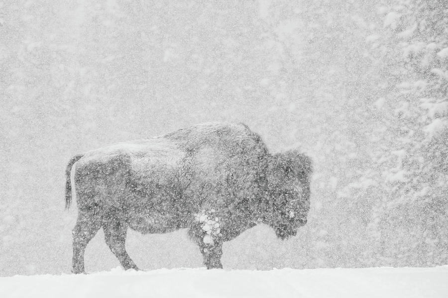 Winter storm Photograph by Adam Brubaker - Fine Art America