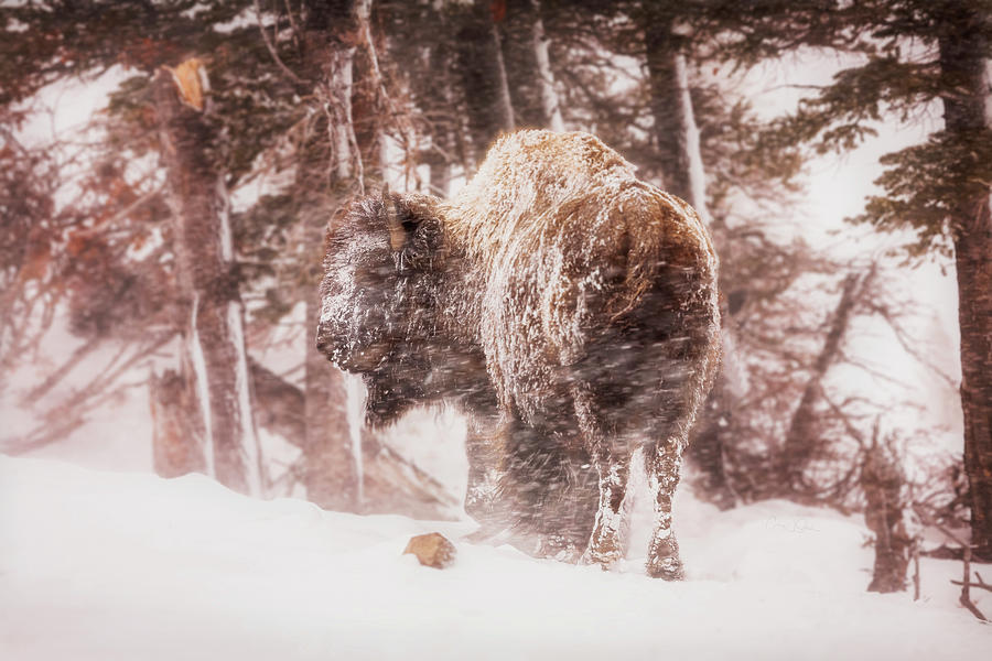 Winter Storm Buffalo Photograph by Craig J Satterlee