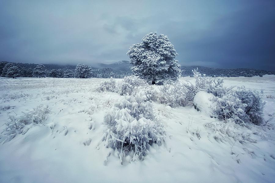 Winter Storm Caleb Photograph by Dan Miller