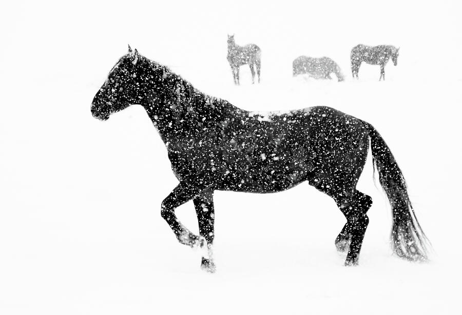 Horse Photograph - Winter Storm Stallion by Kent Keller