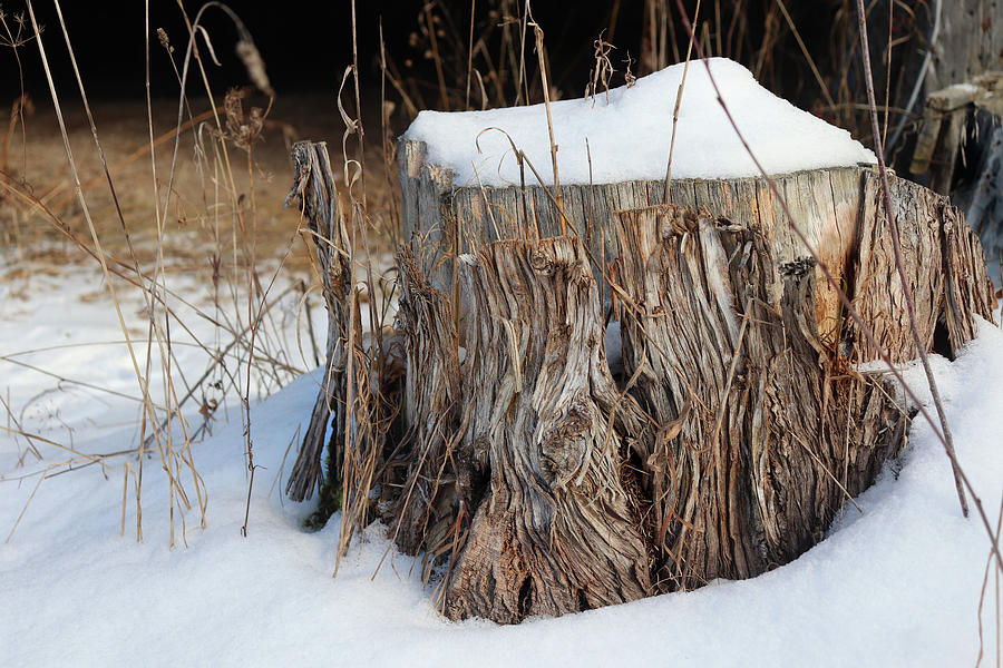Winter Stump Photograph by David T Wilkinson
