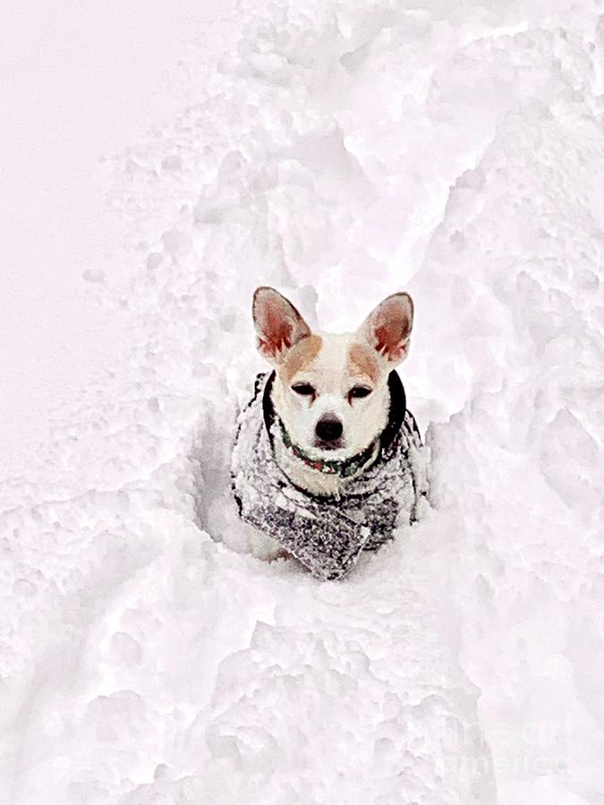 Dog Photograph - Winter Sucks by Debra Kaye McKrill