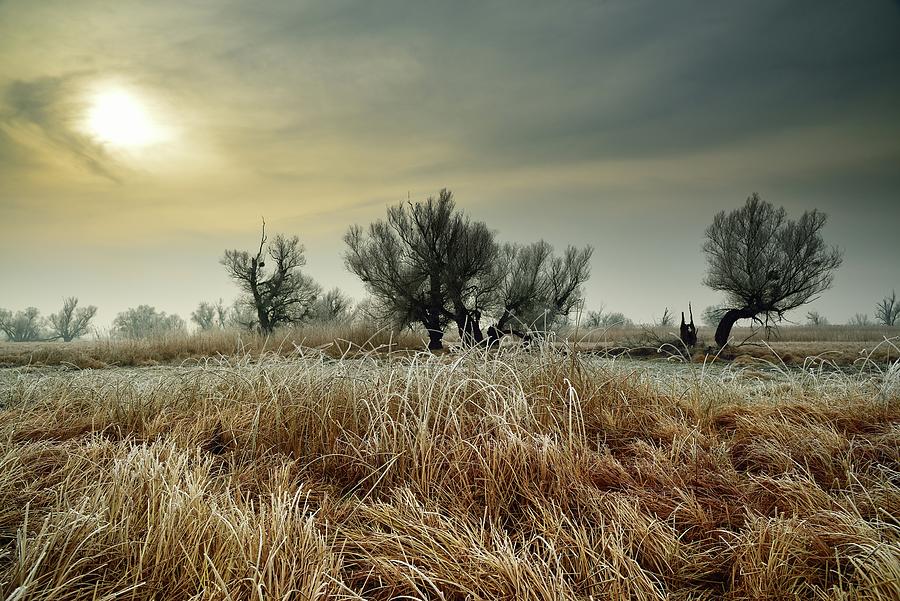 Winter Pyrography - Winter sun by Ilija Stanusic