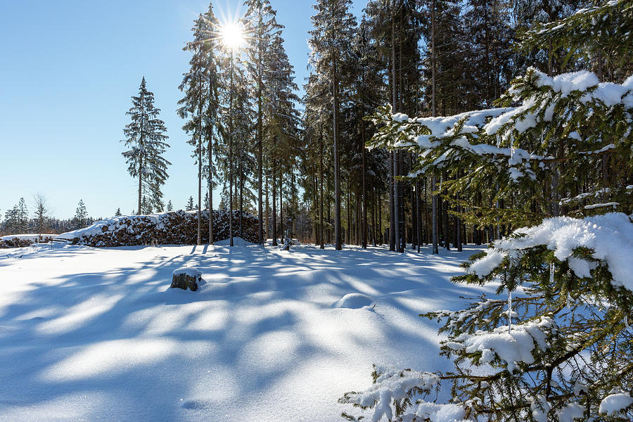 winter sun in the Harz Mountains Photograph by Andreas Levi