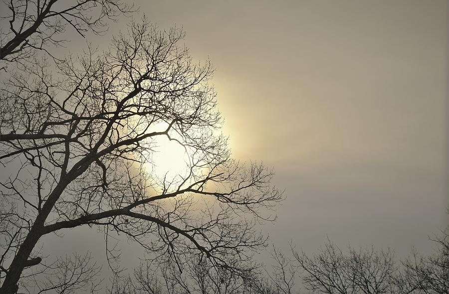 - Winter Sun Photograph by THERESA Nye