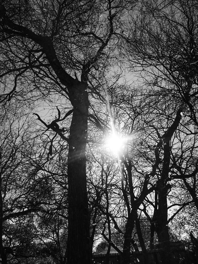 Winter Sun Tree Photograph by W Craig Photography