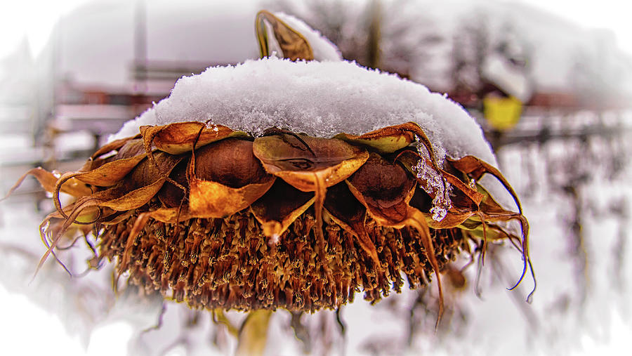 Winter Sunflowers Last Days Photograph by Louis Dallara
