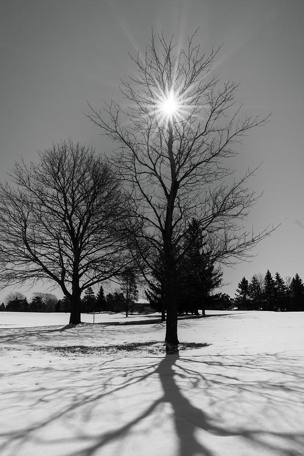Winter sunlight Photograph by Nick Mares