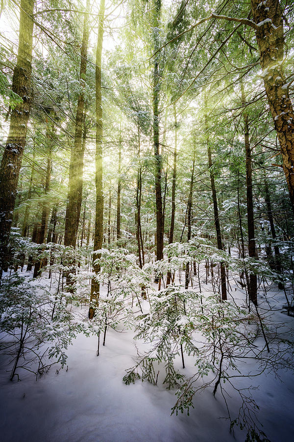 Winter Photograph - Winter Sunlight Through The Trees by Rick Berk