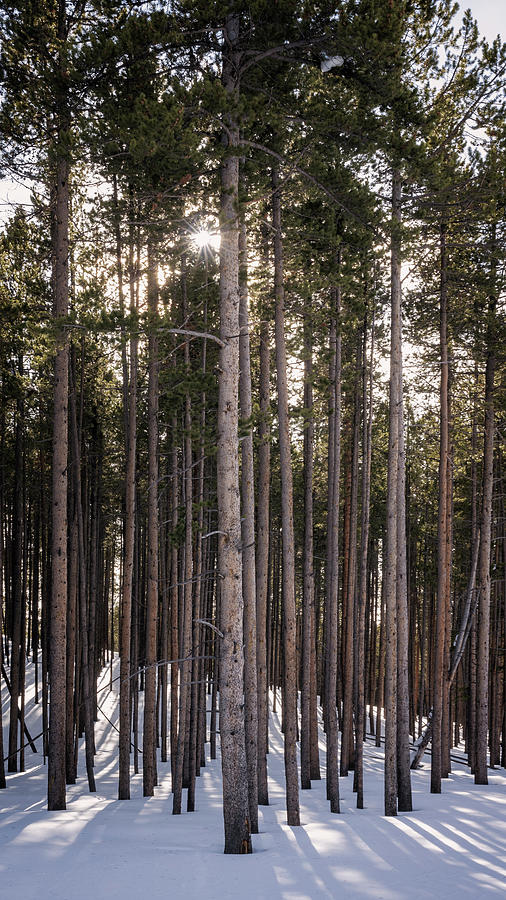 Winter Sunlight Yellowstone National Park Photograph by Joan Carroll