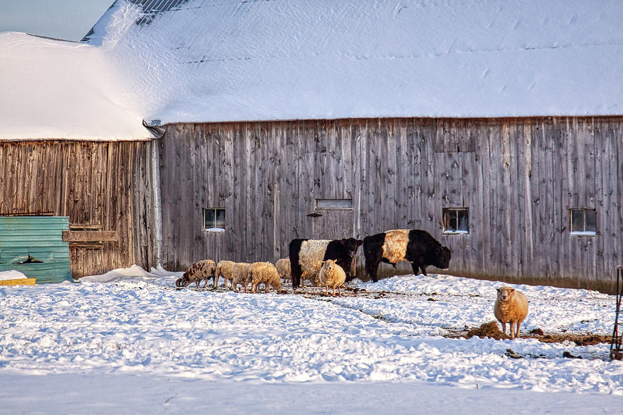 Winter sunny day at the farm Photograph by Tatiana Travelways