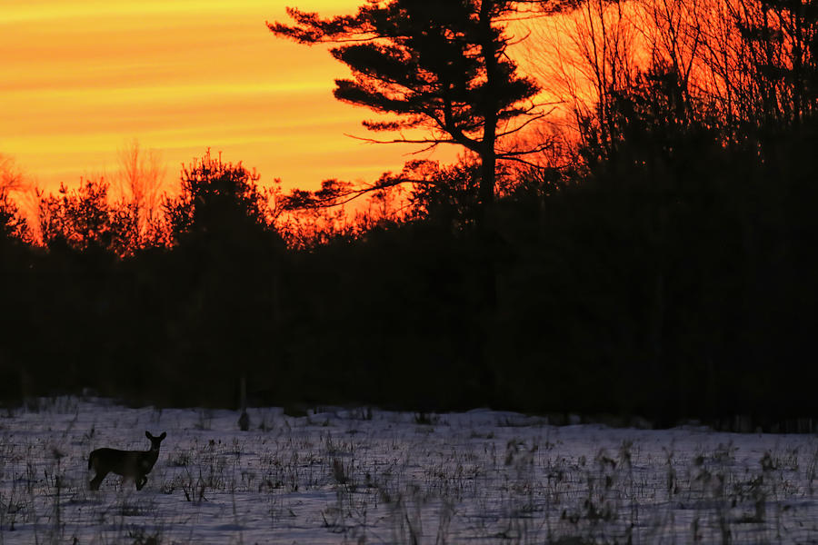 Winter Sunrise Surprise Photograph by Brook Burling