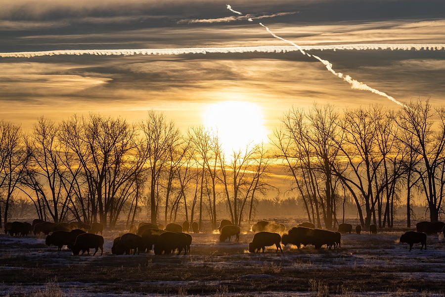 Winter Sunrise with Silhouetted Bison Photograph by Tony Hake