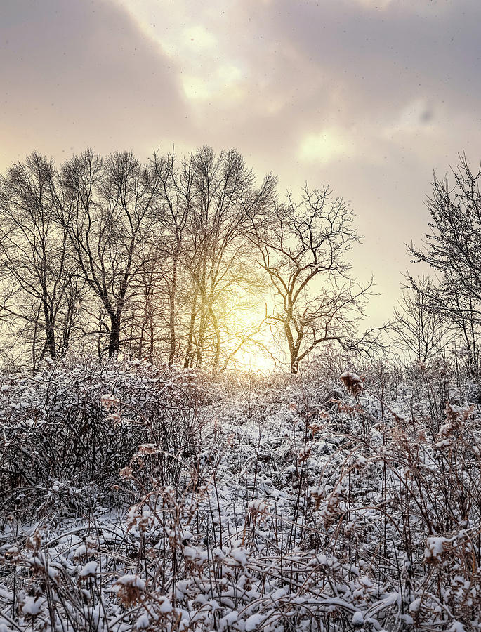 Winter Sunset Photograph by Dan Sproul