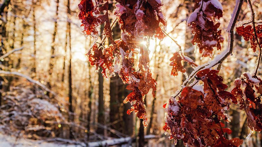 Winter Sunset light in the woods Photograph by Lilia S