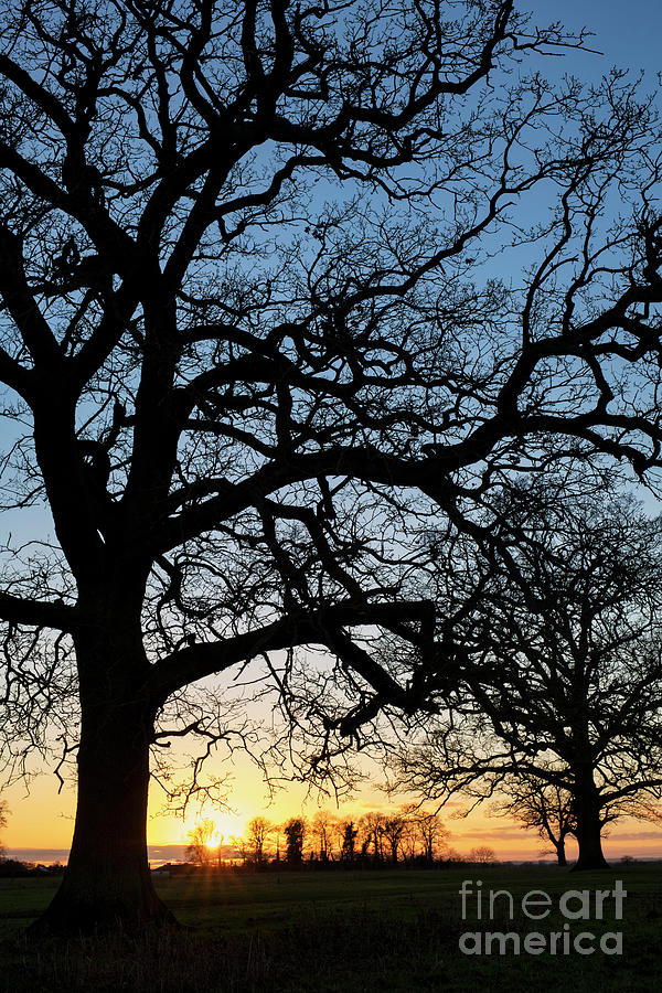 Winter Sunset Oak Silhouette Photograph by Tim Gainey