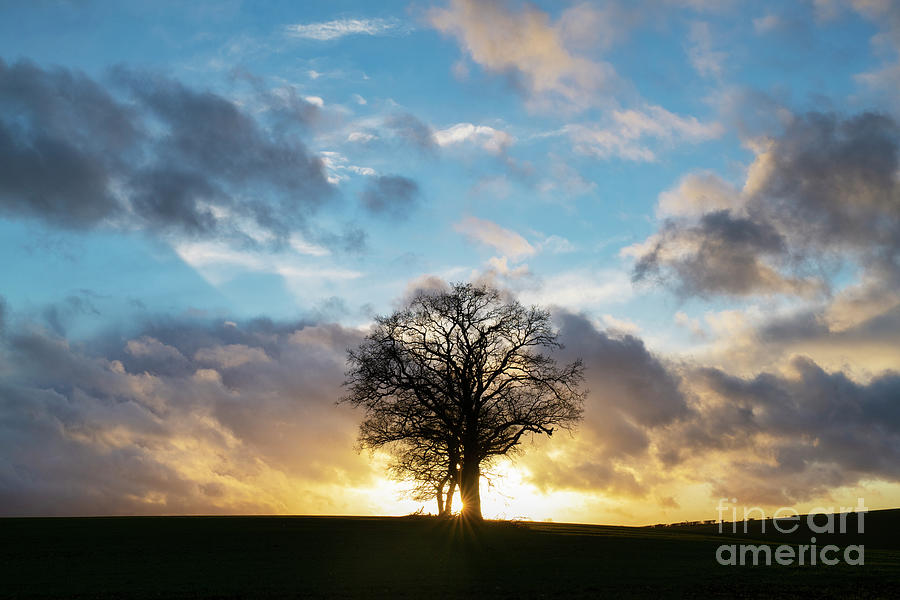 Winter Sunset Oak Trees at Leafield Cotswolds Oxfordshire Photograph by Tim Gainey