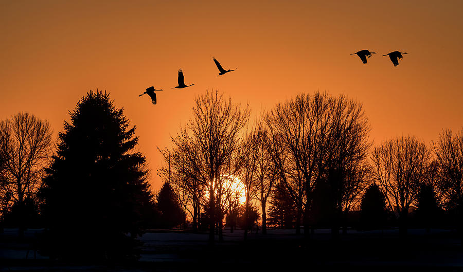 Winter Sunset Photograph by Patti Deters
