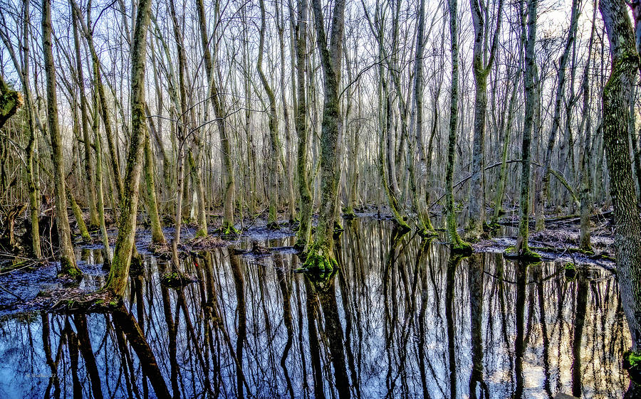 Winter Swamp Photograph by Brian Wallace