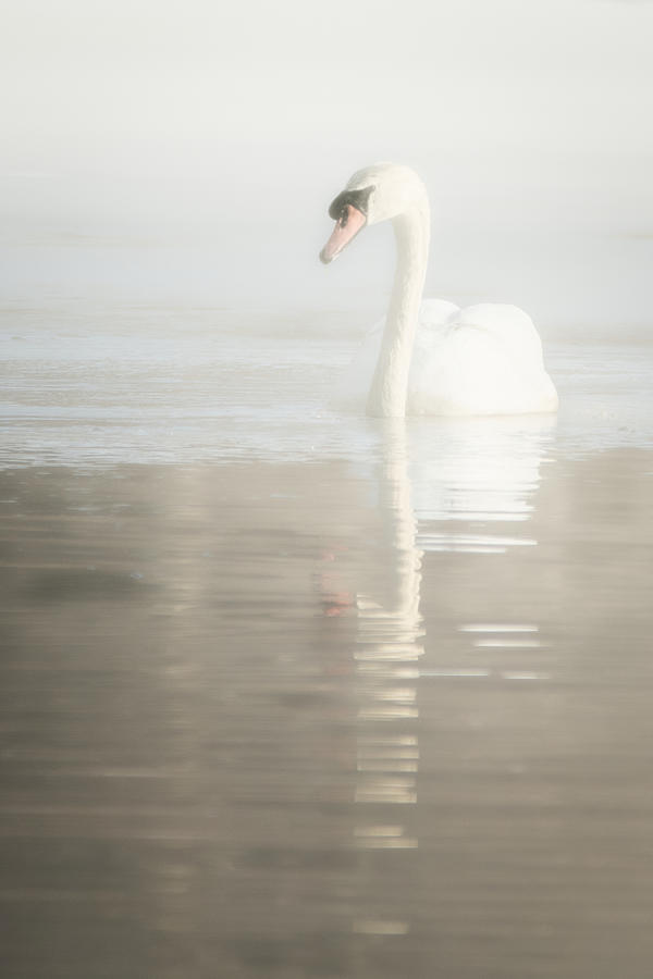 Winter Swan Photograph by Linda Bonaccorsi