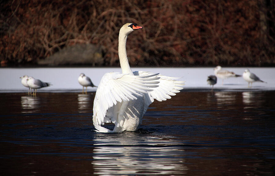 Winter Swan Photograph by Karol Livote