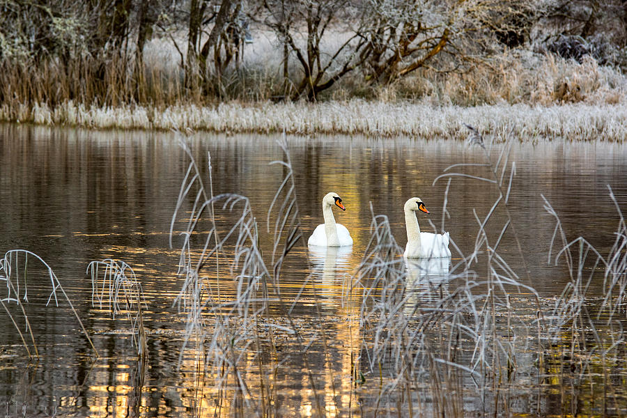 Winter swans 2 Photograph by Daniel Letford