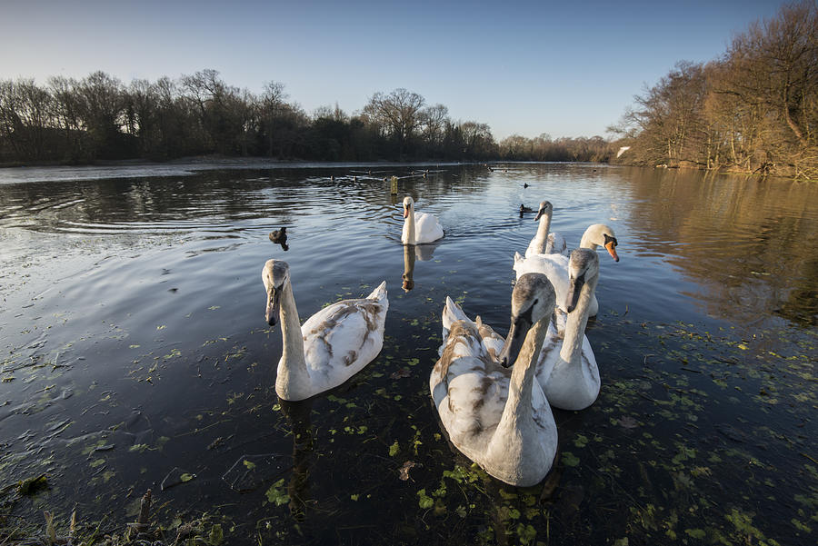 Winter swans Photograph by Ray Wise
