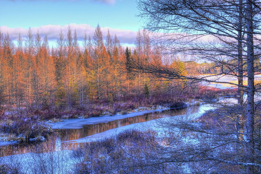 Winter Tamaracks Along The Creek Photograph by Dale Kauzlaric