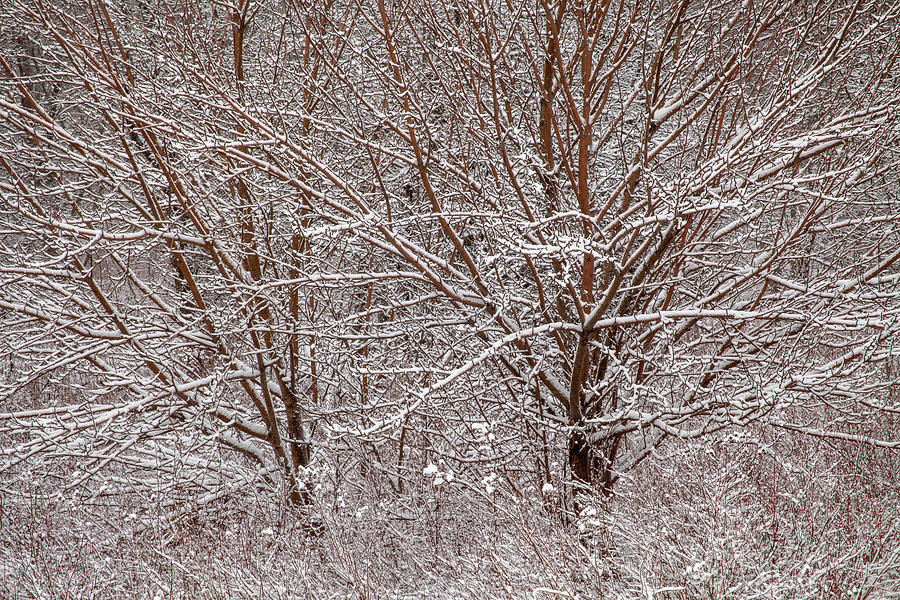 Winter Tarnished #2 Photograph by Irwin Barrett