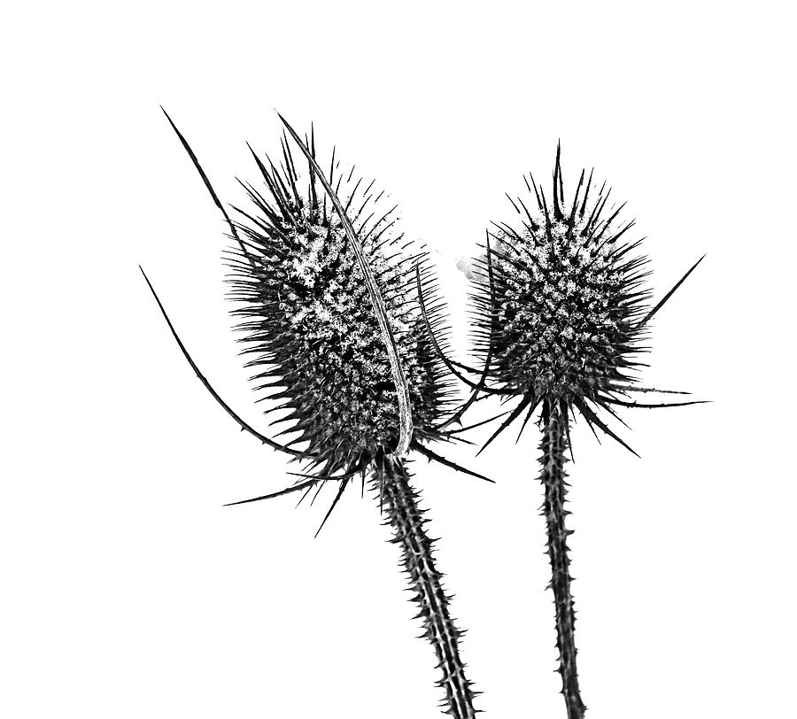Winter Teasel Black And White Photograph by Debbie Oppermann