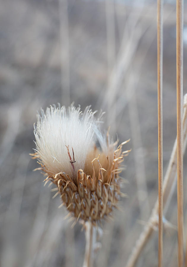 Winter Photograph - Winter Thistle by Phil And Karen Rispin
