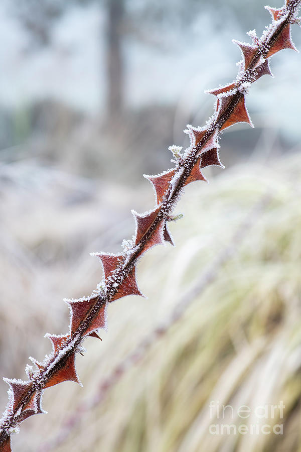 Winter Thorns Photograph by Tim Gainey
